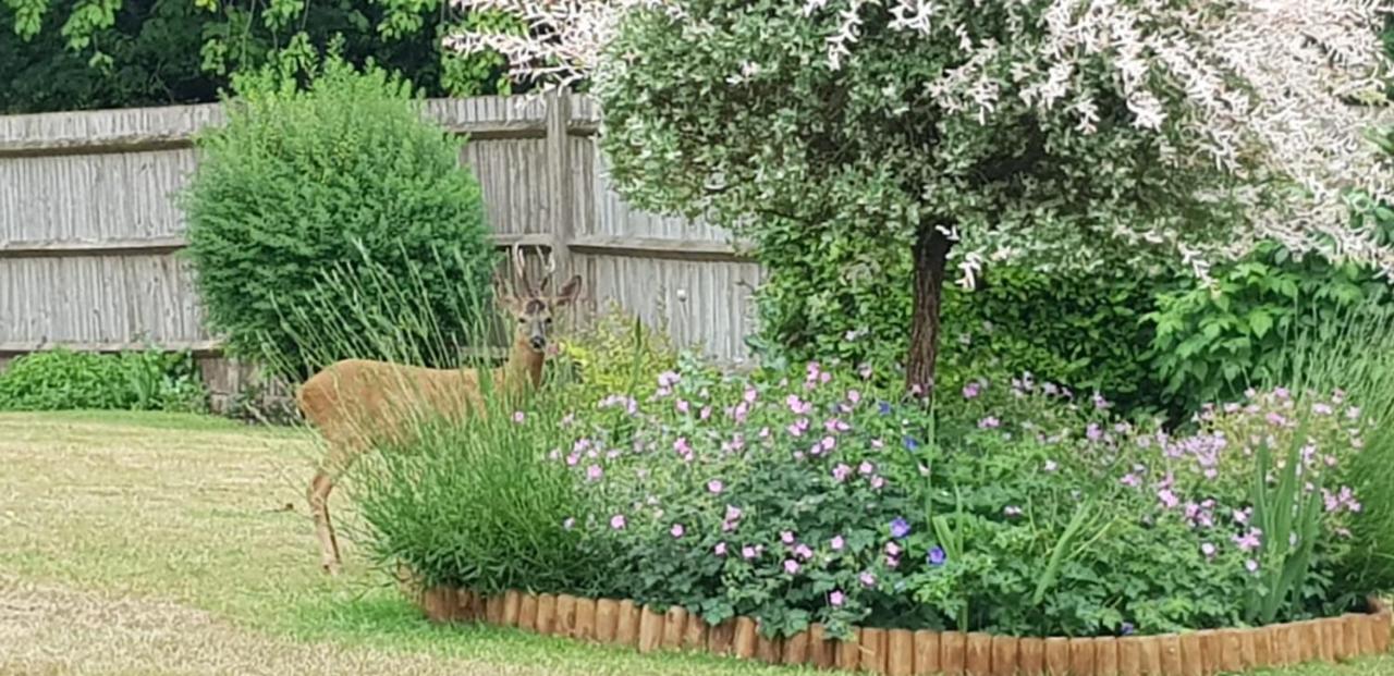 Ha'Penny Acre Bed & Breakfast Sherfield English Dış mekan fotoğraf